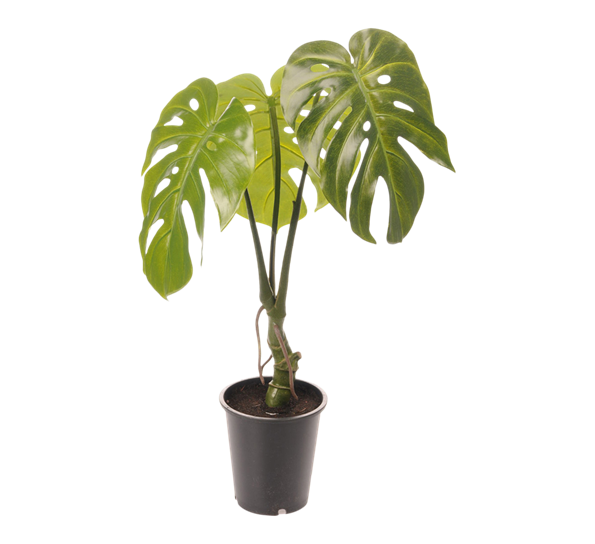 Monstera 30 cm fra Mr. Plant