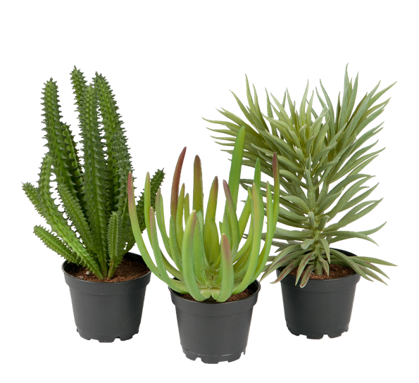 Sukkulent mix 13 til 17 cm høy fra Mr. Plant