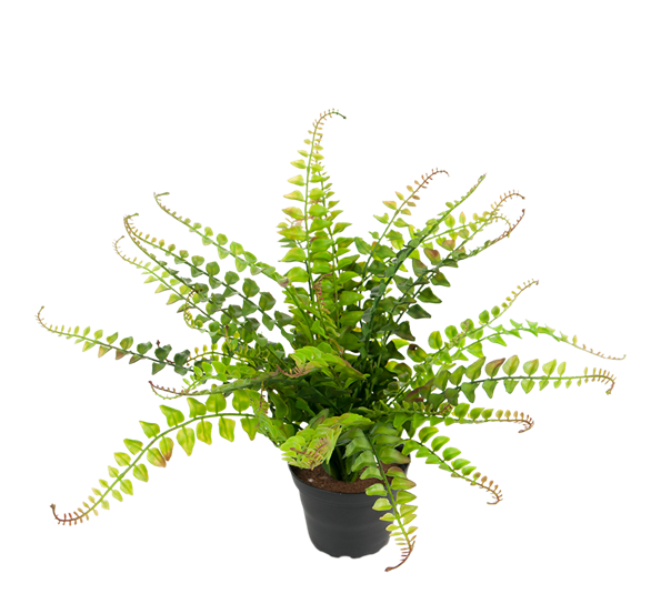 Bregne med små blad fra Mr. Plant