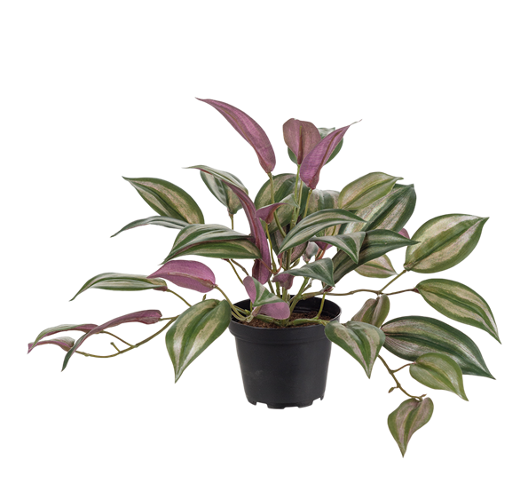 Husvandrer 25 cm fra Mr. Plant