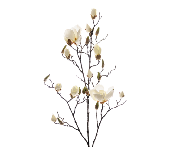 Magnolia 110 cm fra Mr. Plant