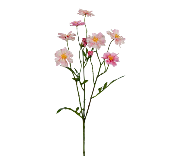 Rosenskara hagekosmos 50 cm fra Mr. Plant