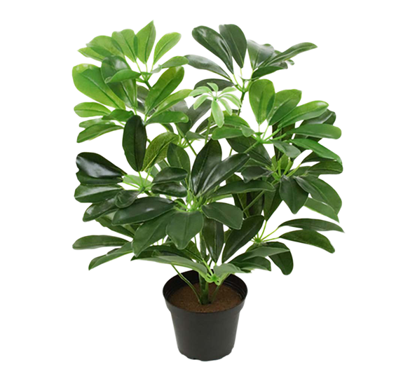 Schefflera paraplyplante fra Mr. Plant