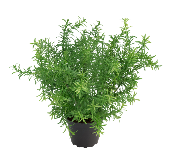 Asparges 28 cm fra Mr. Plant