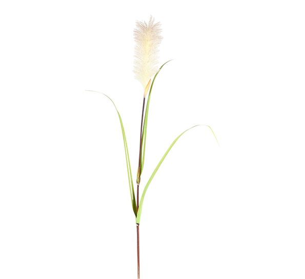 Gress 120 cm fra Mr. Plant