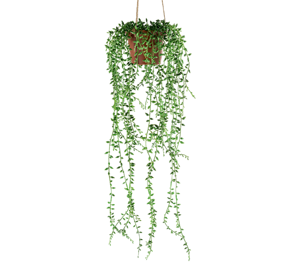 Senecio hengeplante 50 cm fra Mr. Plant