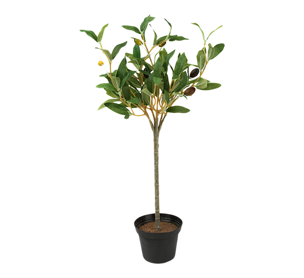Oliventre 40 cm fra Mr. Plant