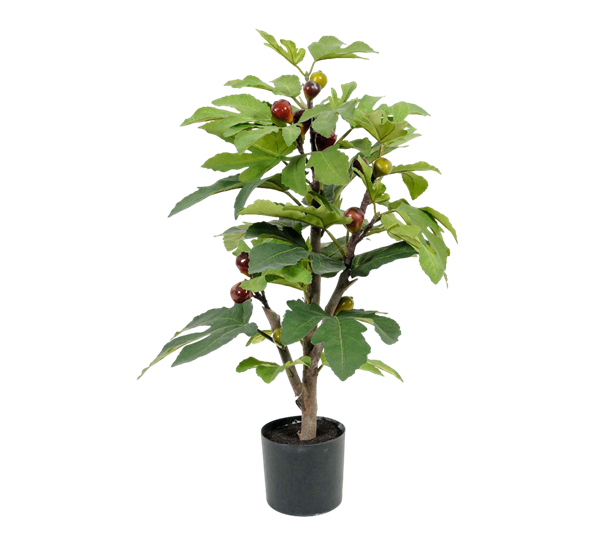Fikentre 65 cm fra Mr. Plant