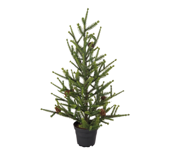 Gran i potte 55 cm fra Mr. Plant