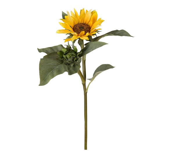 Solsikke 70 cm fra Mr. Plant