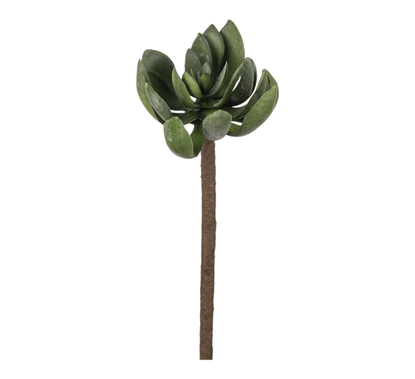 Echeveria 50 cm fra Mr. Plant