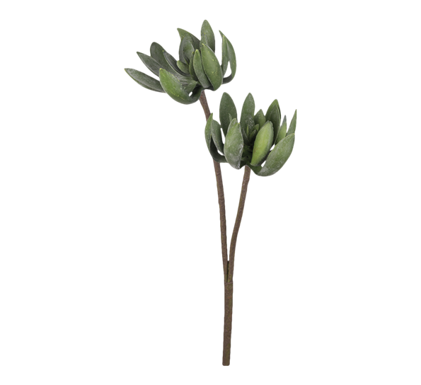 Echeveria 75 cm fra Mr. Plant