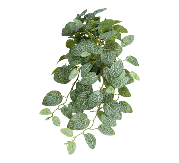 Fittonia 50 cm fra Mr. Plant