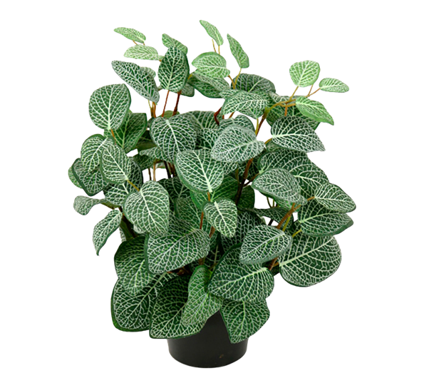 Fittonia 34 cm fra Mr. Plant