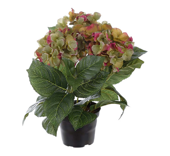 Hortensia i potte 30 cm fra Mr. Plant