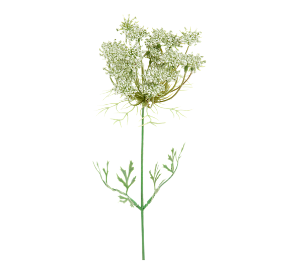Trachelium 45 cm fra Mr. Plant