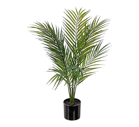 Bergspalm 60 cm fra Mr. Plant