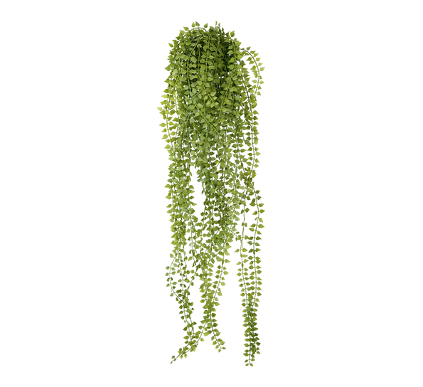 Dischidia 70 cm fra Mr. Plant