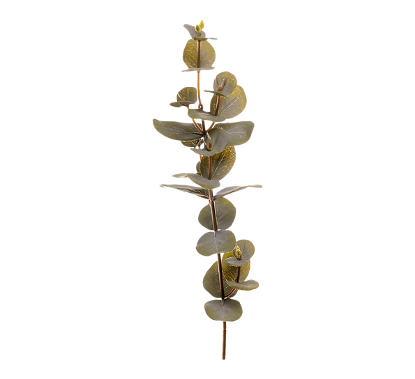 Eucalyptus 40 cm 2 fra Mr. Plant