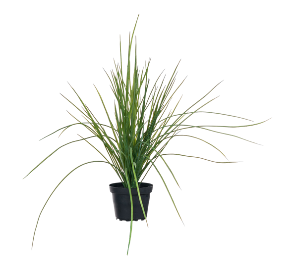 Gress i krukke 40 cm fra Mr. Plant