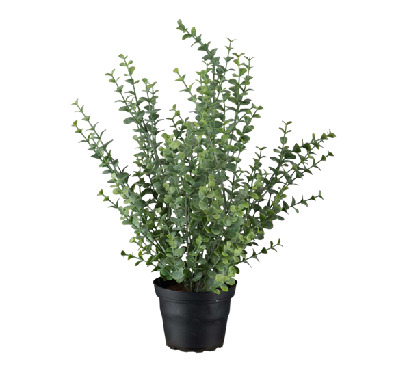 Eucalyptus 40 cm fra Mr. Plant