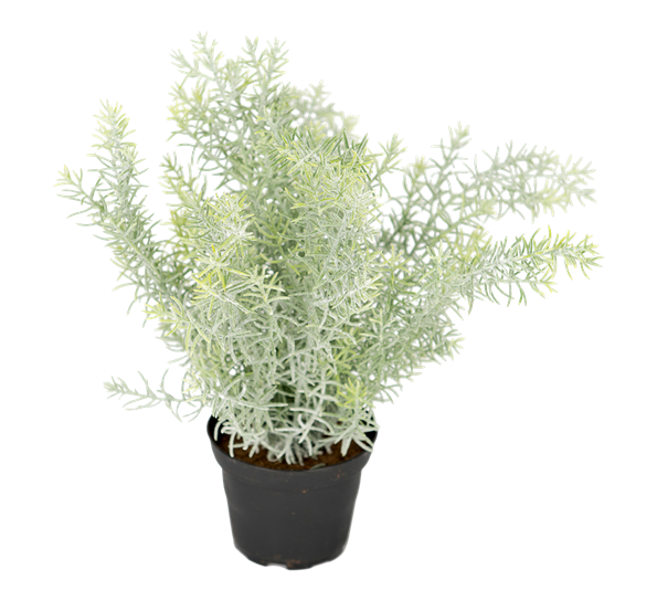 Asparges fra Mr. Plant
