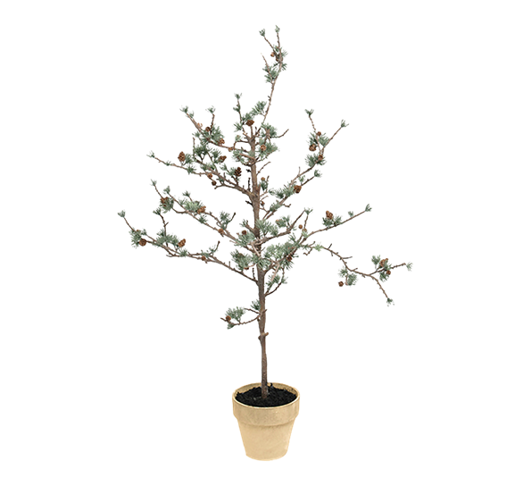 Lerketre i potte 100 cm fra Mr. Plant