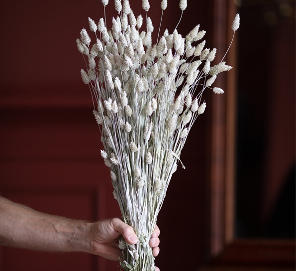 <p>Big Phalaris Misty White tørkede blomster fra Lykkeblomster</p>