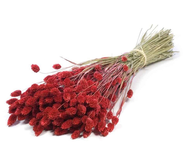 <p>Big Phalaris deep red tørkede blomster fra Lykkeblomster</p>