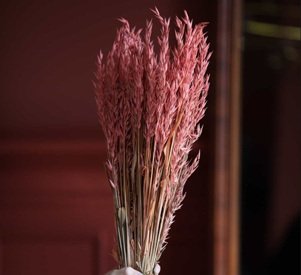 <p>Haver Avena Rose Pink tørkede blomster fra Lykkeblomster</p>