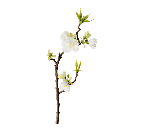Epleblomst 40 cm fra Mr. Plant
