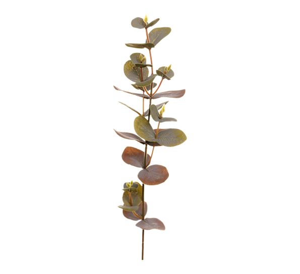 Eucalyptus 40 cm 1 fra Mr. Plant