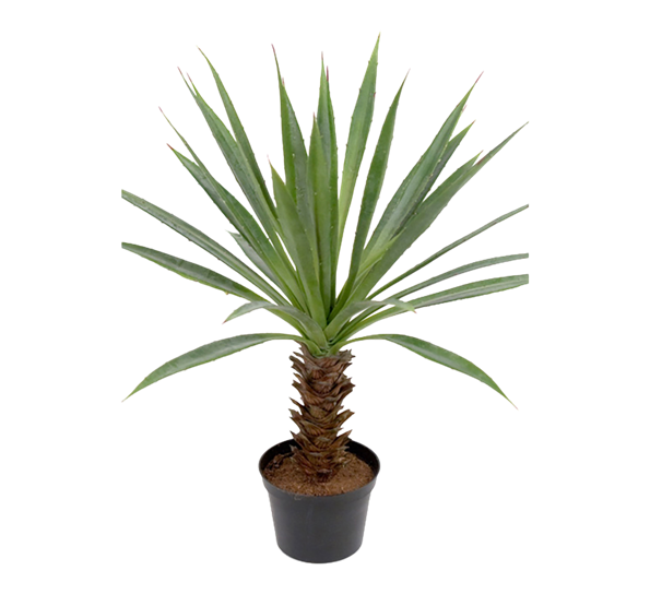 Agave fra Mr. Plant