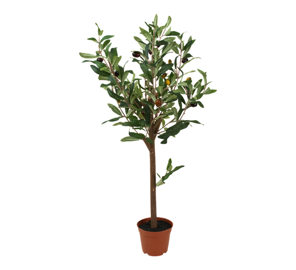 Oliventre fra Mr. Plant