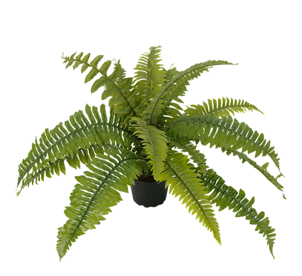 Ormbunke fra Mr. Plant