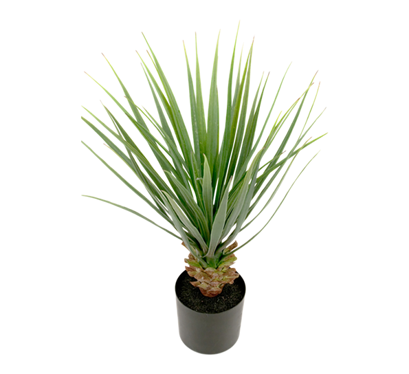 Yuccapalme 58 cm fra Mr. Plant