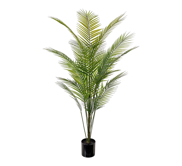 Bergspalm 140 cm fra Mr. Plant