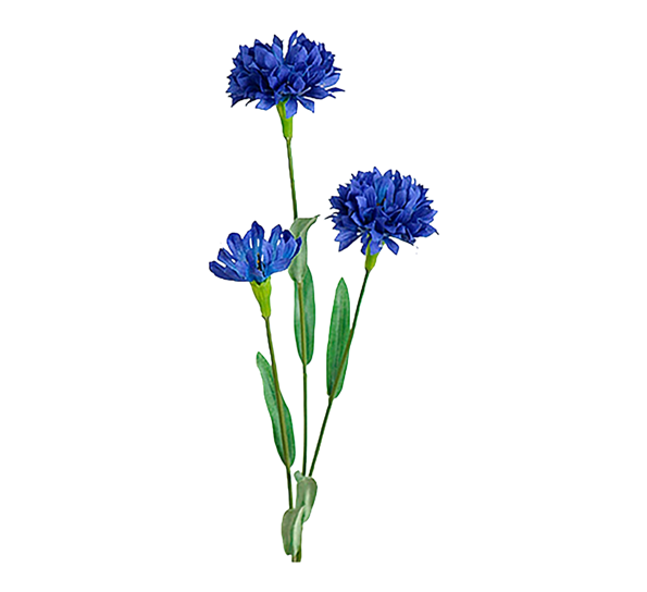 Blåklint kornblomst 50 cm fra Mr. Plant