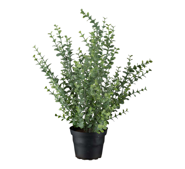 Eucalyptus 40 cm fra Mr. Plant