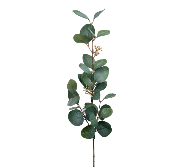 Eucalyptus med bær 70 cm fra Mr. Plant