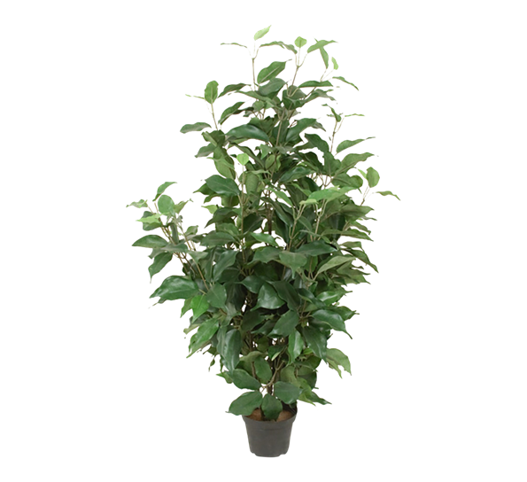 Fiken benjamin 80 cm fra Mr. Plant