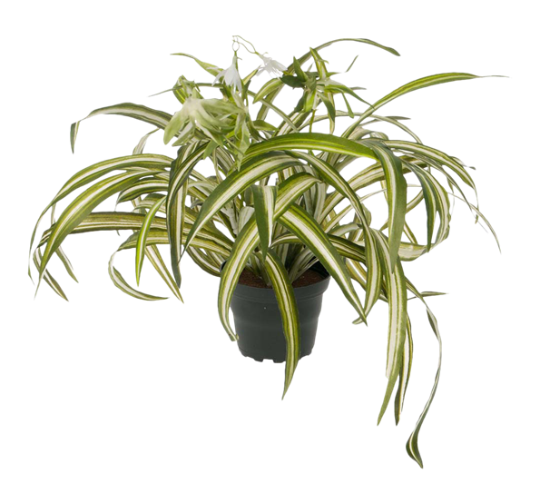 Grønnrenner clorophyton ø45 cm fra Mr. Plant