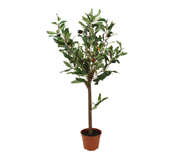 Oliventre fra Mr. Plant