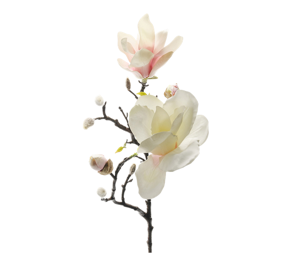 Magnolia 60 cm fra Mr. Plant