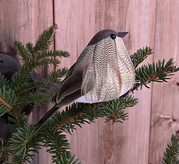 Småfugl med klips mose fra Und