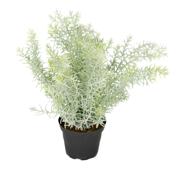 Asparges fra Mr. Plant